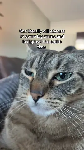 She is actually such a grouch for no reason #osa #kitty #cat #catvideo #cats