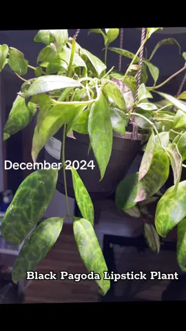I went to a big box store back in December last year looking specifically for a black pagoda lipstick plant. I didn’t expect to actually find one but when I did I had to have her! It was the only one and she looked pretty sad. But I said this is my destiny! I came, I saw, I conquered 🤣 look at her now!!! 😍🤗🌱🫶🏼 #plantparent #plantfriends #growth #beforeandafter #plantsoftiktok 