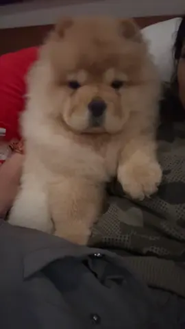 her face omg 🥹 #dog #chow #dogsoftiktok #puppy #fyp