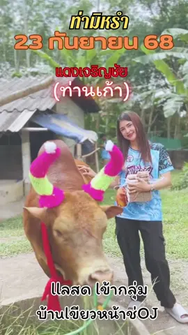 #วัวงาม #วัวน้อย #วัวชนวันนี้ #วัวชน #วัวชนคนใต้💯 