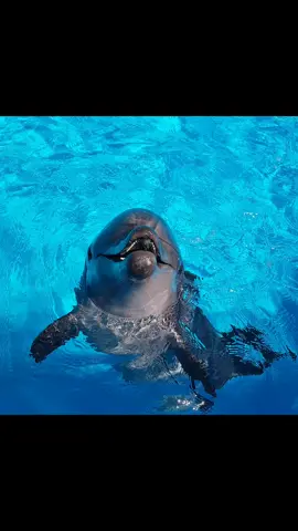 ريكو #ريكو الفنان 🐬 ريكو يتحدا كرستيانو رونالدو 😎⚽️