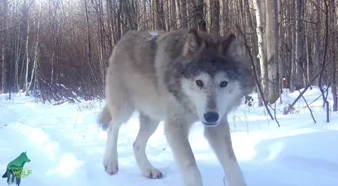 🌿⛰️🌾 - this older male has been traveling alone and caught across several trail cams over the past few years. he’s distinguished by his large size and noticeable limp, an injury that hasn’t seemed to hinder him much. i always enjoy seeing him show up on any footage i can find, what a special old man! - all footage sourced from voyageurs wolf project :-) #wildlife #wolves #nature 