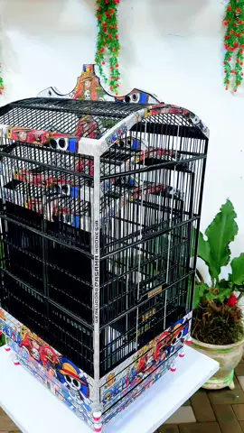 Sangkar Pasama isi3 RB No123 Slorokan Laci #sangkarpasama #sangkarburung #CapCut #wa082142760688 @Dendi Pratatama 