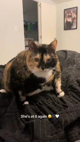 A little penguin Bean to bless your feed 🐈‍⬛🤍 #foryou #foryoupage #fyp #cat #cats #cattok #catsoftiktok #animalsoftiktok #PetsOfTikTok 