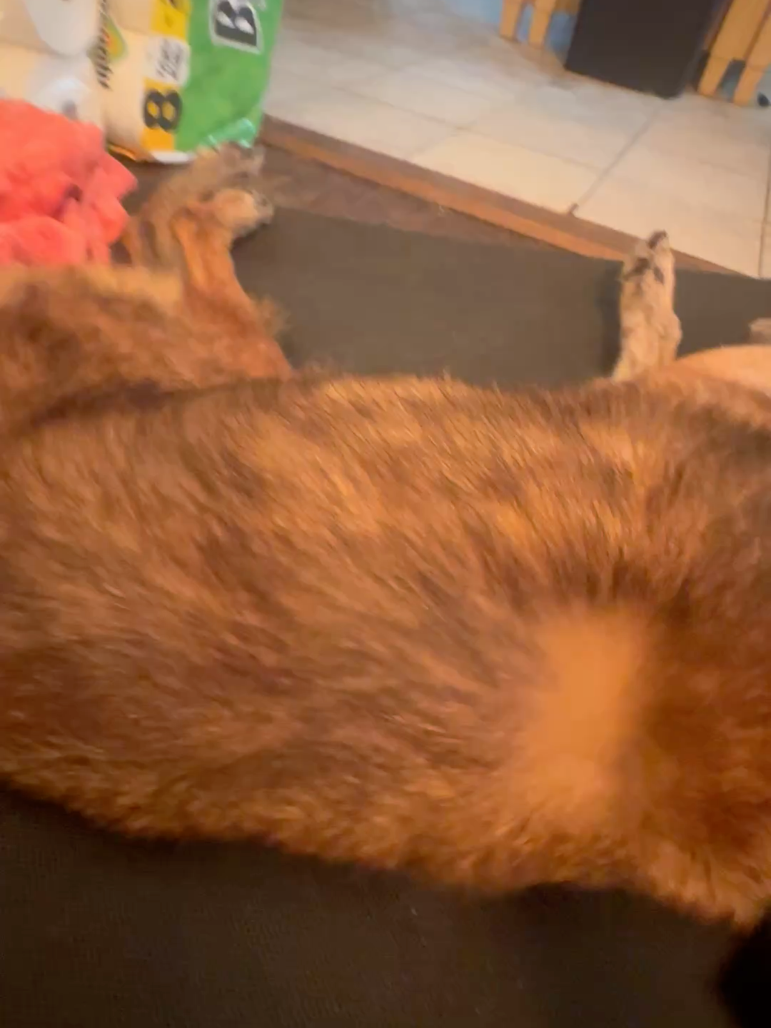 Do you guys think Foxi is complaining at all? . . #ncringdogs #hickorync #dogtrainers #searchandrescuek9 #retiredworkingdog #sark9 #sleepypuppy