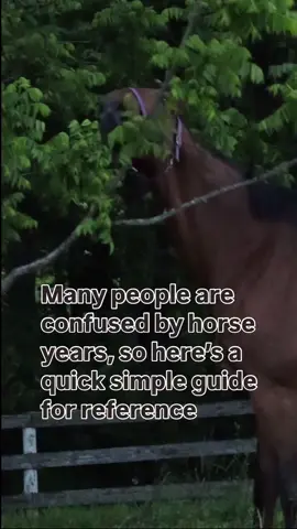 They really are just big babies  #horsesoftiktok #sanctuary #horses #horselovers 