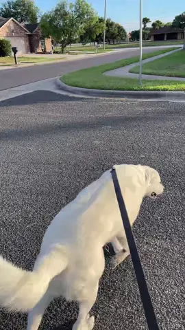 Walking Ghost and he got tired walking a mile #dogsoftiktok #labsoftiktok #greatpyrenees #walkingthedog 