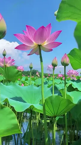 Những bông hoa sen tỏa sáng rực trời thu Hà Nội #sen #cuocsong #suyngam 