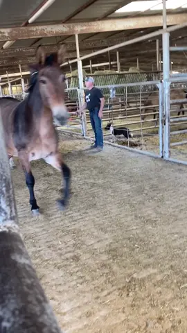 Anyone who says horses horses don’t ship to slaughter is a liar. #slaughter  #horses #farmlife #texas 