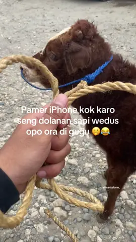 Ga bisa beli iPhone, bisa nya tuku wedus karo emooo 😂🤣 #peternakmuda #blantiksapi #fypdong #viraltiktok #sapidepok 