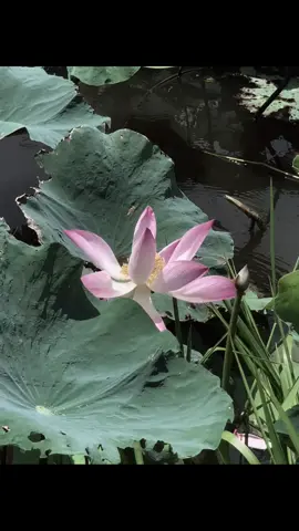 Nếu một ngày nào đó trong lòng bạn chất chứa quá nhiều nổi buồn,thì hãy đi tìm một nơi nào đó để khócc…#chualanh #binhyen #hoasen #phatphapchualanh 