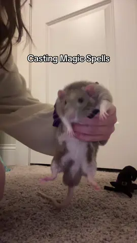 Zeke the Rat #fart 