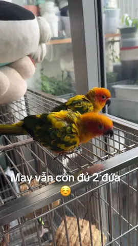 Sáng ngủ dậy thấy cửa lồng mở, cửa ban công mở, cửa logia cũng mở nốt. Thằng Kiwi vẫn ngủ trong ổ còn thằng Chip thì đang đứng chơi trên cái lồng này khi cửa bên cạnh còn mở. May sao vẫn đủ 2 đứa để chơi 🫣🫣🫣#sunconure #parot #birds #pet #vẹt 