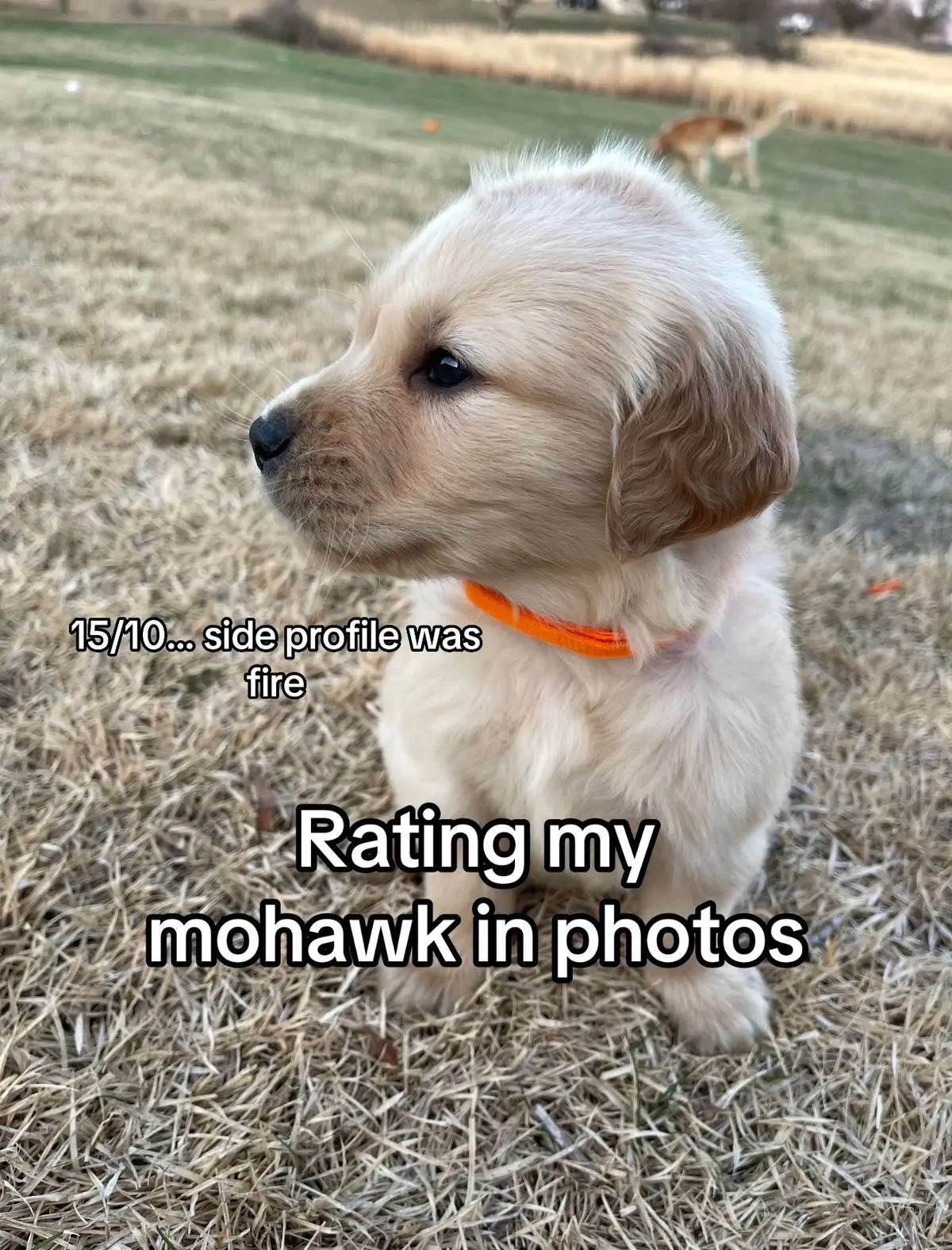#dogsoftiktok #mohawk #mohawkdog #goldenretriever #whiskey 