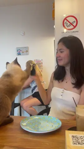 Guys when I was in Florence I went to this awesome cat cafe and this silly cat jumped on the table and kept trying to eat my sandwich  I wasn’t allowed to feed him though 😔