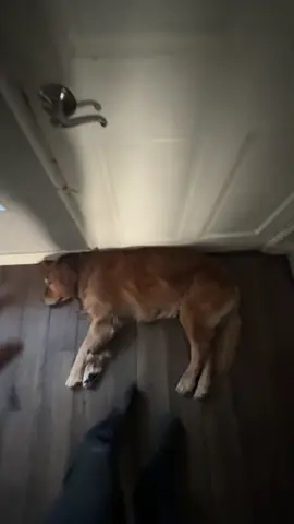 Golden life #fyp #goldenretriever #diva #dogsoftiktok #foryoupage #rufflifeofadog #queen 