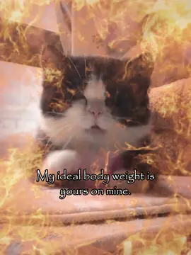 ideal ☺️ #meme #relatable #cattok #rizz  #couple 