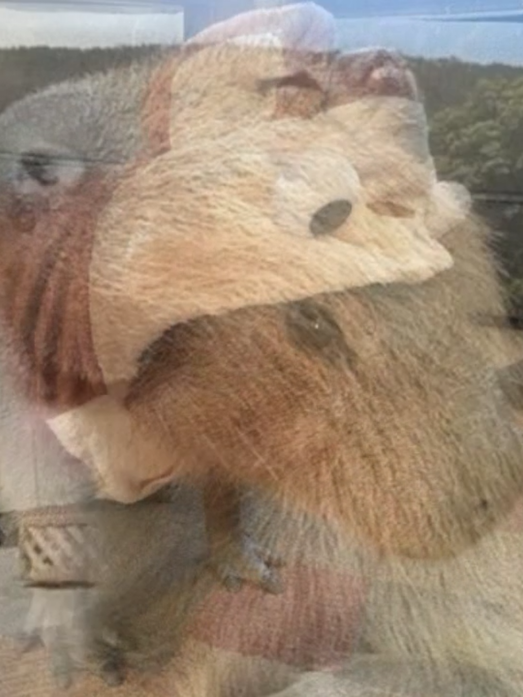 I'm actually a capybara #foryoupage #xyzbca #capybara #animalsoftiktok #viralvideo 