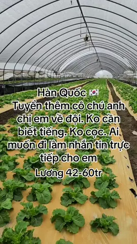 Ko nhất thiết phải là cô dâu bảo lãnh. Ai ko chịu tìm hiểu thì chịu luôn 🇻🇳🇰🇷🇰🇷🇰🇷# #nongnghiep #nongnghiephanquoc #nongnghiephanquoc🇻🇳🇰🇷 