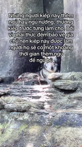 #VinWonders #GreenCreator #dulich #fyp #vinpearlsafariphuquoc🐆🐅🐪🐂🐐🐘 