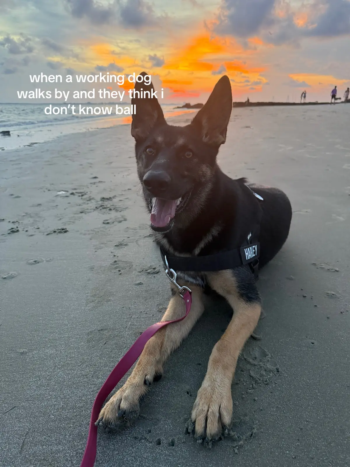 mommy’s lil girl 🥲 #fyp #germanshepherd 