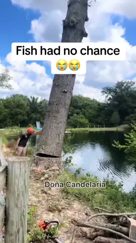 Send this to a friend 😭😭😭 #funnyvideos #treefalling 