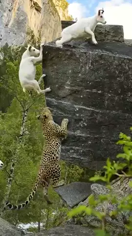 Life Leopard 🙏 Goat Ep337 _shortsvideo _goat _leopardadventure _viralvideo _leopard _goatclimbing 🚀🐾(360P)