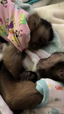 These 2 truly are the sweetest & love each other so much❤️ #oliverlincoln #willowkate #capuchin #monkey #monkeysoftiktok 