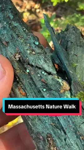 Part I of my walk in the woods during September in Massachusetts. In this video I show you how to identify Turkey Tail (Trametes versicolo), show you wood stained turquoise by Green Elf Cup (Chlorociboria), brilliant red Pine Sap (Monotropa hypopytis) a mycohetereotrophic plant living on the mycelium of Russulas), and I demonstrate how to do a “nibble and spit” test to assess the palatability of a mushroom (not useful for determining toxicity, but can help you avoid bitter and spicy/acrid species - most useful for Brittlegills and Milkcaps/Lactarius). . Hope you’re able to spend some quality time outdoors this fall, keep an eye out for mushies, especially when the rain comes and the temps drop at night. Cheers! . . #mushroomidentification #naturewalk #mycology #mushroomedu #turkeytail 