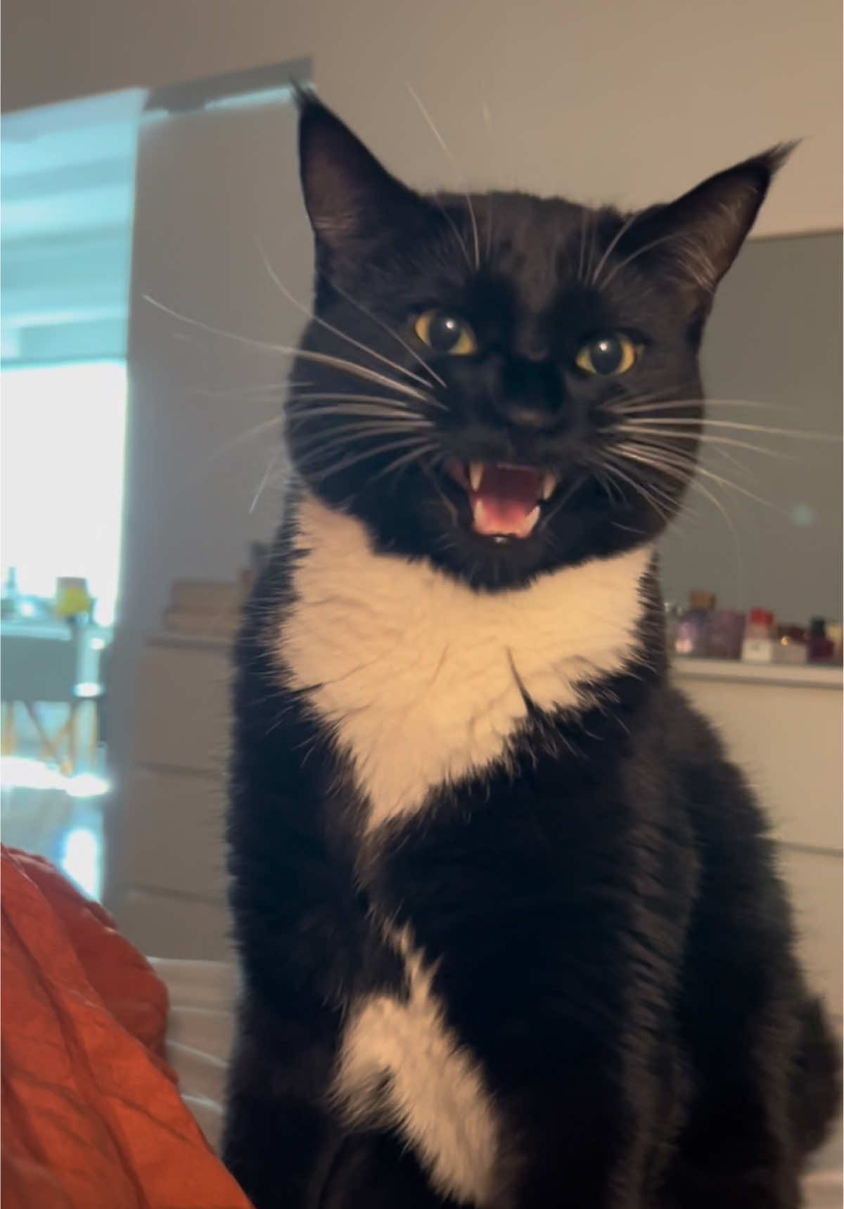Breakfazt this morning with max 🥹 #fyp #catsoftiktok #tuxedocat #maxlovesdinner #cat 