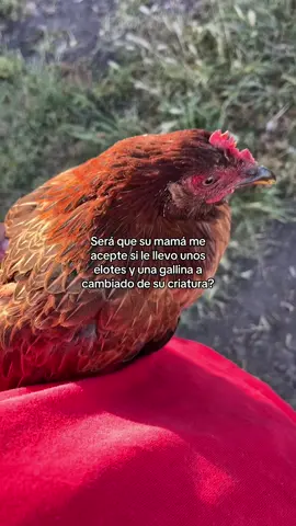 Si me aceptara? 🥹🤞🏾#amor #lgbt #gallina #suegra #paratiiiiiiiiiiiiiiiiiiiiiiiiiiiiiii 