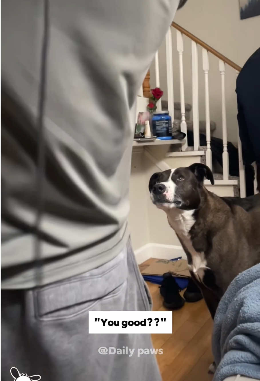 The dog is very confused 🤣🤣🐾#confused #dog #funny #fyp #tiktok 