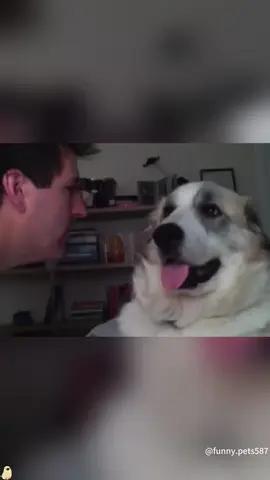Dogs can understand English 🐶#dog #funny #pet #fyp #dogsoftiktok 