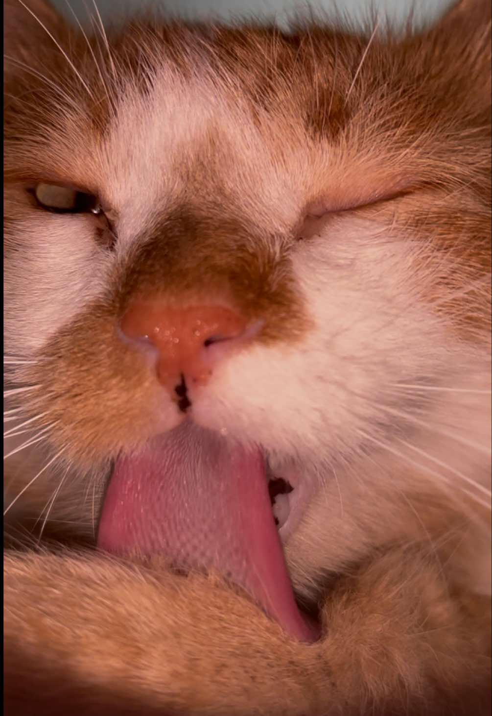 Louie won this trend 😼 @Clauuu  #cat #gato #orangecat #sugaronmytongue #fyp 