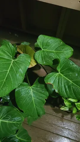 YALL!! Out of all the plants that are on the floor in the greenhouse, my summer glory is by far my favorite! 😍🌿🩷 #philodendron #greenhouse #plants #plantcollection #plantsoftiktok 