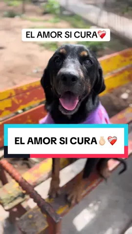 🐾🥹❤️‍🩹Antes y Después de Negrita una perrita callejera que quedó casi ciega por un golpe y estaba repleta de Serna, desnutrida y enferma😢💔. APOYA A NUESTRO REFUGIO🐈🐕, donando : comida, medicinas o desde s/1 o $1 dólar para ayudarnos a seguir cambiando vidas 🐾🙏 AYUDA Y ESCRIBE AL: 📲915-006-956 #albergue #peru🇵🇪 #dona #adopta #perros 