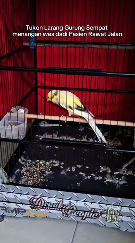 Oalahh sipp wes 🫠#fyp #berandatiktok #masukberanda #kicaumania #komunitaskenari 