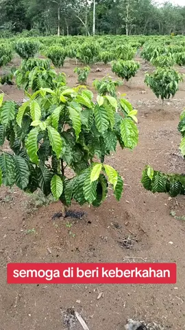 kopi sitem pagar #petaniindonesia🇮🇩🇮🇩🇮🇩🌿🌿 #fyppppppppppppp #petanikopi #jemekite #kopirobusta 