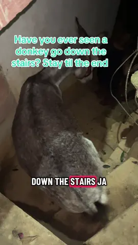 Meet our “horse” 🫏😂—the donkey who keeps us laughing every single day here on the rancho. Instead of drinking the water we set out for him, he decided the clothes and brushes looked tastier. Typical! Life with animals on the rancho is never boring—they all have their own personalities, and this one is a troublemaker through and through. After his little snack attempt, he even showed off by heading down the stairs like he owns the place. That’s the magic of living in rural Mexico: every day brings new surprises, laughter, and moments you can’t make up. From goats and sheep to our not-so-thirsty donkey, the animals keep us entertained while reminding us of the joy in simple living. 🐐🐑🐴 #RanchoLife #DonkeyLove #LifeInMexico #FunnyAnimals #RuralMexico