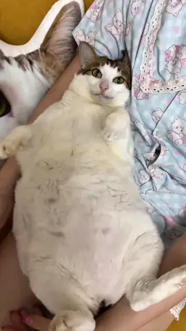 Uncle Bao #cat #catsoftiktok #cats #fyp #kucing     ❣️: 嗷呜一口吃掉你