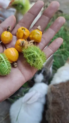 ditempatku namanya kalimbu2 ngarit sambil panen buah rambusa😍 #kelinci #buahrambusa 