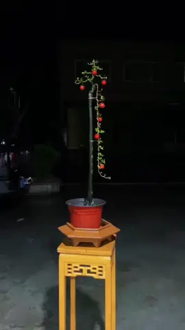 văn nhân cột điện #caycanh #dangvannhan 