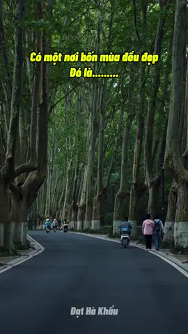 Đại Lộ Nam Kinh 4 mùa đều xứng đáng để đến ! #đạthàkhẩu #dulichtrungquoc #dulich #tiktoktravel 