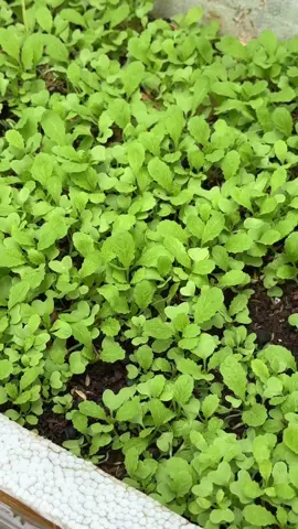 Gieo hạt cải có cần ngâm hay không? Và đây là cách gieo giúp cây nẩy mầm đều #melamvuon #garden #trongrausach #trongrau #lamvuon 