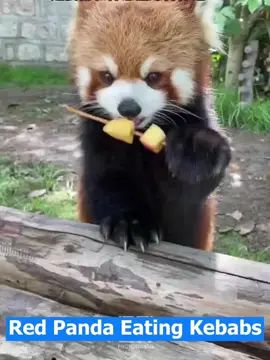 This red panda eats “kebabs” like it’s a daily job 😂🍢 Looks unreal, yet not AI! #FunnyAnimals