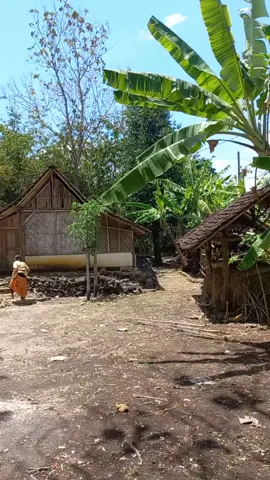 najan mung neng ndeso yen suasanane ngene iki adem rasane, mugo2 omah jowo klasik seng okeh kenangane ngene iki tetep lestari neng Gunungkidul #pedesaan #kampunghalaman #asri #gunungkidul #yogyakarta 