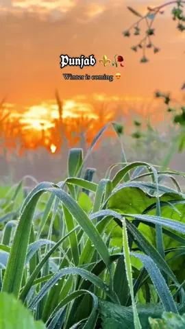 Punjab ⚜️🥀😍❤️| Winter is coming ❤️#forupage #wintervibes #پنجاب #پنڈاں_والے👑 #viral_video 