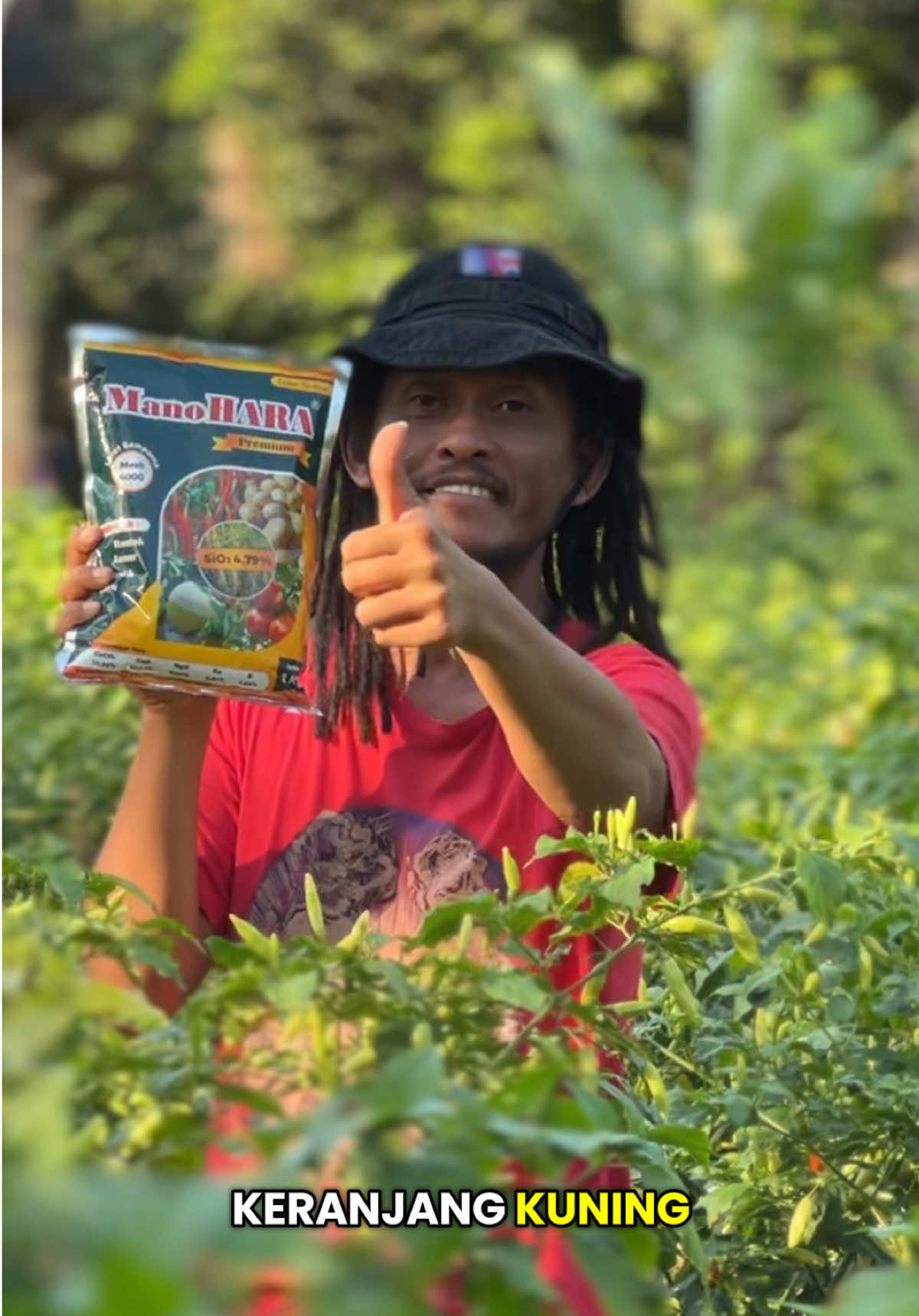 Pupuk Kalsium Manohara Premium Untuk Meningkatkan Imunitas Tanaman Cabai Dari Serangan Hama Dan Penyakit #pupuk #kalsium #cabai #petanimuda #MLBBNEXT2025 