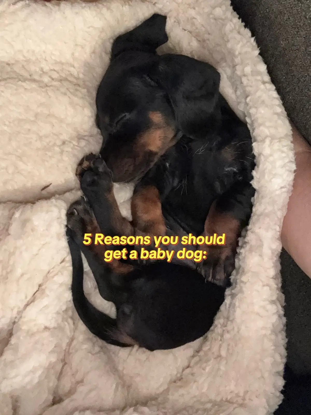 What should my Franklin bean sausage queen be for Halloween though? #dogmom #minidachshund #thisisyoursign #sausagedog 