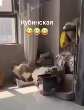 дорого #прикол #собака #вреки #глобальныерекомендации #хаха #